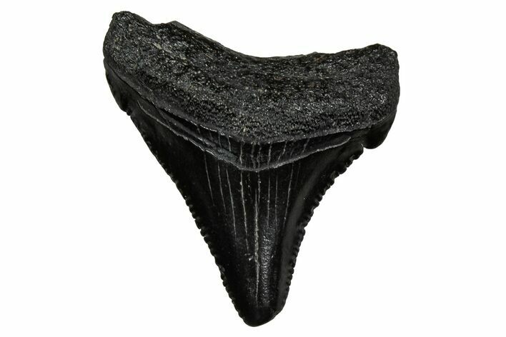 Serrated, Juvenile Megalodon Tooth - South Carolina #353308